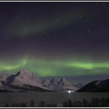 Lyngen *